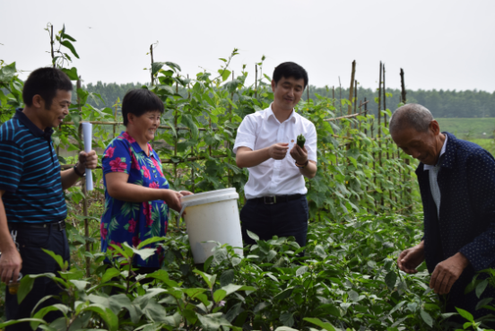 圖為公司董事長沈小平(右二)正在查看農戶太空椒種植情況2.png